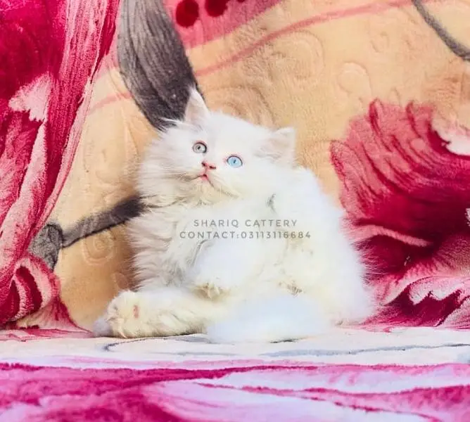 Imported quality persian kittens available