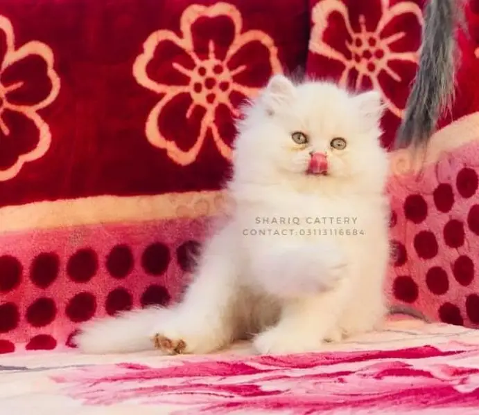 Imported quality persian kittens available