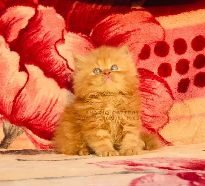 Imported quality persian kittens available