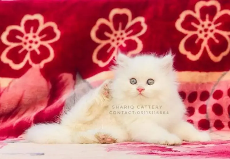 Imported quality persian kittens available