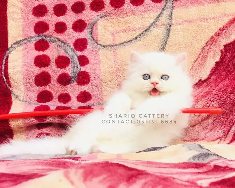 Imported quality persian kittens available Pets in Hyderabad - AuctionHaulPK.com