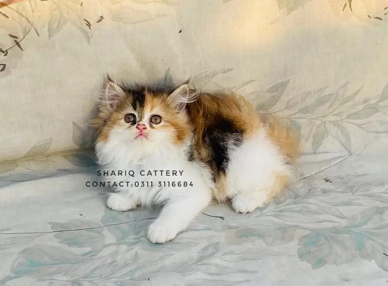 Imported quality persian kittens available Pets in Hyderabad - AuctionHaulPK.com