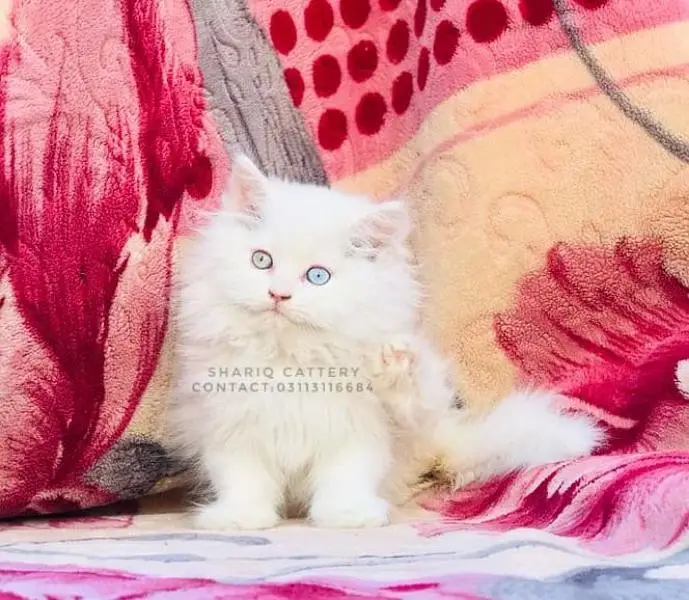 Imported quality persian kittens available Pets in Hyderabad - AuctionHaulPK.com