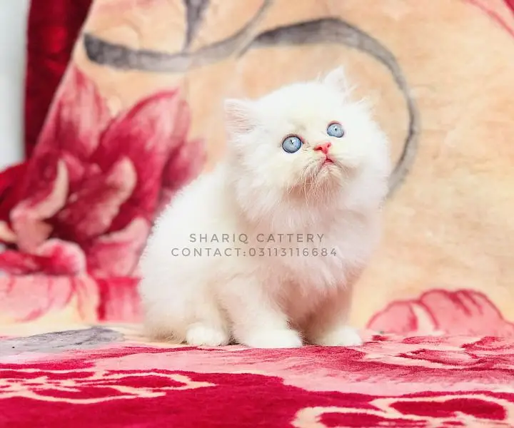 Imported quality persian kittens available Pets in Hyderabad - AuctionHaulPK.com