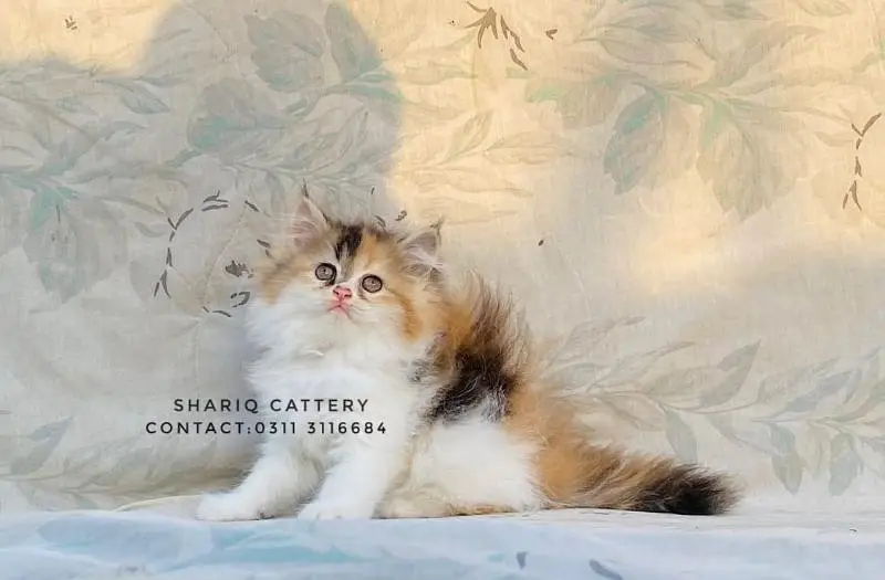 Imported quality persian kittens available Pets in Hyderabad - AuctionHaulPK.com