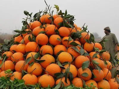 Sargodha Citrus Co